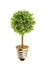 Eco tree lightbulb