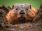 Ecogroundhog buddies in burrow home