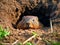 Ecogroundhog buddies in burrow home