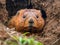 Ecogroundhog buddies in burrow home