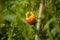 Ecologic, cultivated and organic isolated red Tomato