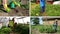 Ecologic gardening in rural farm. Clips collage.