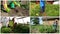 Ecologic gardening in rural farm. Footage collage.