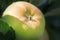Ecologic golden green apple grown in home garden, toxic free