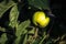 Ecologic golden green apple grown in home garden, toxic free
