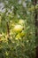 Ecologic green tomatoes growing in a home garden