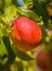 Ecologic ripe Nectarine fruit