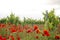 Ecologic vineyard with red poppy flowers