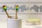 Ecological bamboo toothbrushes on bathroom