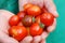 Ecological cherry tomatoes in hands