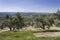 Ecological cultivation of olive trees in the province of Jaen