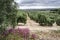 Ecological cultivation of olive trees in the province of Jaen