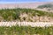 Ecological hiking trail in the national park through sand dunes, beach, sedge thickets and plants, wooden path through protected