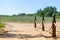 Ecological hiking trail in the national park through sand dunes, beach, sedge thickets and plants, wooden path through protected