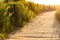 Ecological hiking trail in the national park through sand dunes, beach, sedge thickets and plants, wooden path through protected