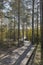 Ecological hiking trail in the national park through the swamp and forest