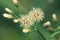 Ecological nature image: plants dandelions,Flowering grass in the garden