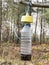 Ecological olive fly trap, plastic bottle with bait for insects hanging on tree branch in forest