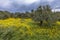 Ecological olive grove greece with yellow flowers
