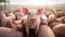 Ecological pigs and piglets at the domestic farm, AI Generative