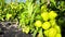 Ecological plantation of ripening tomatoes basking in the rays of the summer sun