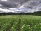 Ecological potato field