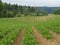 Ecological potato field