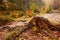Ecological problem of felling woods in the Carpathian mountains