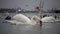 The ecological problem is white swans, ducks and seagulls in the seaport waters.