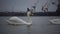 The ecological problem is white swans, ducks and seagulls in the seaport waters.