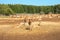 An ecological project to restore the population of spotted deer. A farm in the forest with a large herd of deer. Selective focus