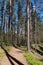 Ecological route in the pine forest. State natural reserve of the Vyaramyanselka Range. Leningradskaya obdast, Russia