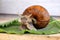 Ecological snail. Farm for growing grape snails. Snail close-up on a leaf of grapes.