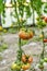 Ecological tomatoes in the greenhouse