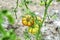 Ecological tomatoes in the greenhouse