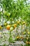 Ecological tomatoes in the greenhouse