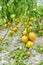 Ecological tomatoes in the greenhouse