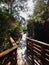 Ecological trail at the Rio Vermelho State Park in Florianopolis, Brazil