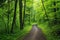 an ecological trail winding through verdant green forest