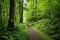 an ecological trail winding through verdant green forest