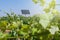 Ecological vineyard of grape cultivation to make wine with solar panel of renewable energy