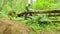 The ecologist in a forest measuring a tree trunk