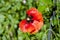 Ecology. Anzac Day. poppy seeds to relieve pain. summer nature beauty. Poppy. symbol of International Day of Remembrance. red