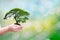 Ecology concept child human hands holding big plant tree with on blurred background