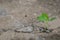 Ecology concepts The seedlings sprout on the cracked cement floor. Powerful nature