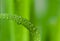 Ecology green background