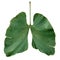 Ecology Lungs