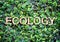 Ecology made of wood word on leaves wall,Eco concept