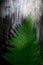 Ecology protection concept of green fern leaves lying on dry grey wood of tree trunk