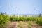 Ecology wine vineyard plantation with wind turbines